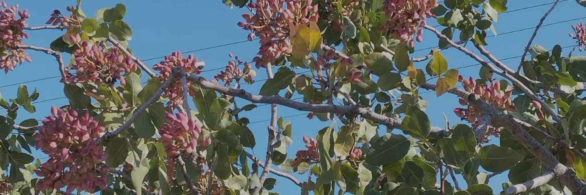 Οι Λιχουδιές της Ανδρονίκης - Φιστίκι Αιγίνης